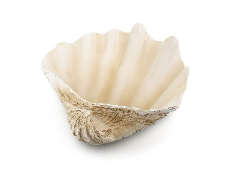 Bol en Noix de Coco pour Plantes Coquille Non Polie Gravure Bols en Bois et Assiettes