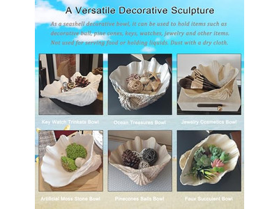 Bol en Noix de Coco pour Plantes Coquille Non Polie Gravure Bols en Bois et Assiettes